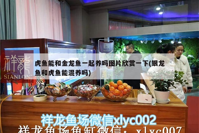 虎魚能和金龍魚一起養嗎圖片欣賞一下(銀龍魚和虎魚能混養嗎)