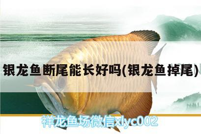 龍魚干蝦有營養嗎 銀龍魚斷尾能長好嗎(銀龍魚掉尾) 銀龍魚百科 銀龍魚斷尾能長好嗎(銀龍魚掉尾) 銀龍魚斷尾能長好嗎(銀龍魚掉尾) 銀龍魚百科