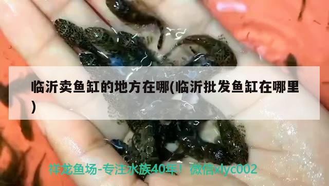 臨沂賣魚缸的地方在哪(臨沂批發(fā)魚缸在哪里)