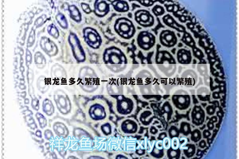 銀龍魚多久繁殖一次(銀龍魚多久可以繁殖)