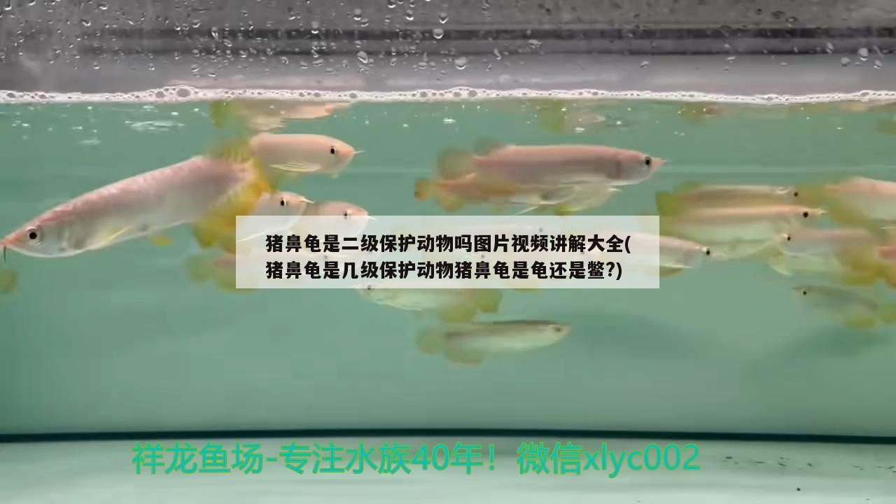 豬鼻龜是二級(jí)保護(hù)動(dòng)物嗎圖片視頻講解大全(豬鼻龜是幾級(jí)保護(hù)動(dòng)物豬鼻龜是龜還是鱉?)