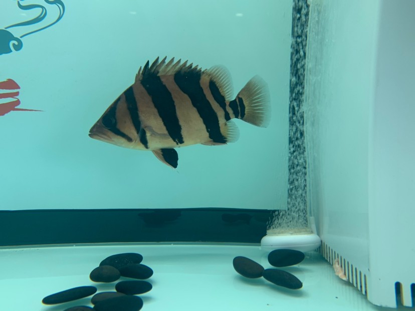 最貴的紅金龍魚多少錢：最貴的紅金龍魚多少錢一條
