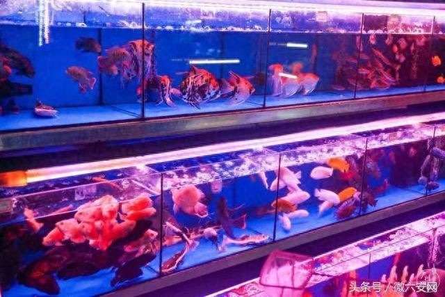 六安水族館vs祥龍魚場（六安水族館與祥龍魚場之間的差異之前，我們需要明確兩者的主要業(yè)務(wù)和特點(diǎn)）