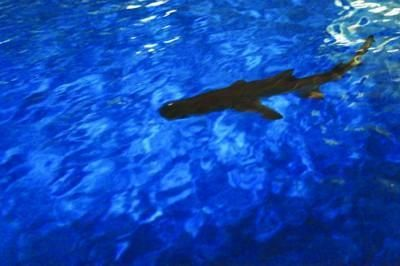 六安水族館vs祥龍魚場（六安水族館與祥龍魚場之間的差異之前，我們需要明確兩者的主要業(yè)務(wù)和特點(diǎn)）
