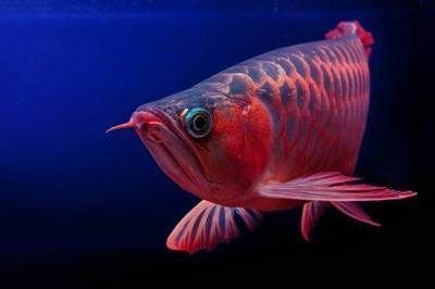 印尼赤血紅龍魚壽命多久：印尼赤血紅龍魚的壽命及其養(yǎng)殖環(huán)境