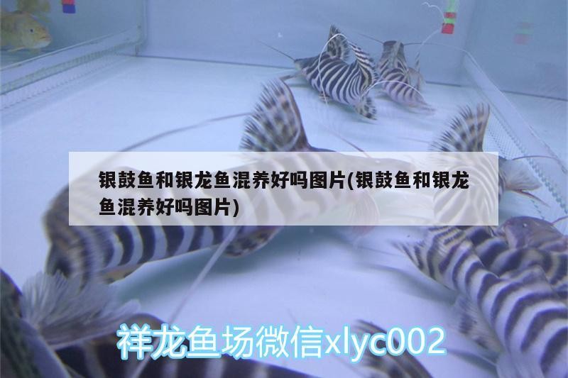 銀鼓魚和銀龍魚混養(yǎng)好嗎圖片(銀鼓魚和銀龍魚混養(yǎng)好嗎圖片)