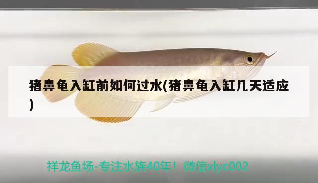 豬鼻龜入缸前如何過水(豬鼻龜入缸幾天適應)