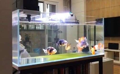 愛上魚魚缸質量怎么樣：“愛上魚魚缸”的質量如何？ 愛上魚魚缸質量怎么樣：“愛上魚魚缸”的質量如何？ 魚缸百科 第4張