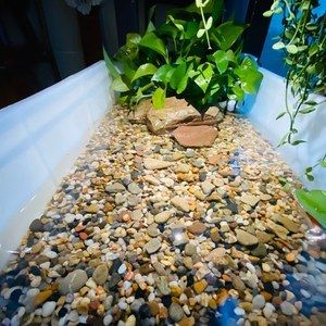 打蠟的鵝卵石可以放魚缸嗎：打蠟的鵝卵石可以放入魚缸取決于蠟的狀態(tài)