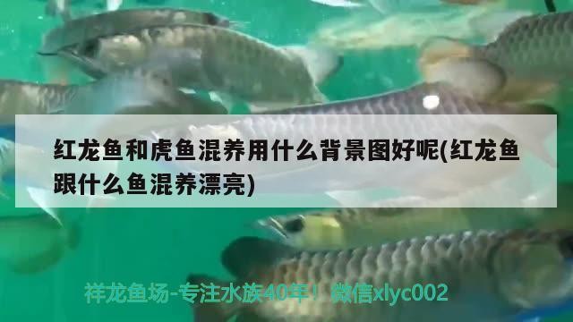 紅龍魚和虎魚混養用什么背景圖好呢(紅龍魚跟什么魚混養漂亮)