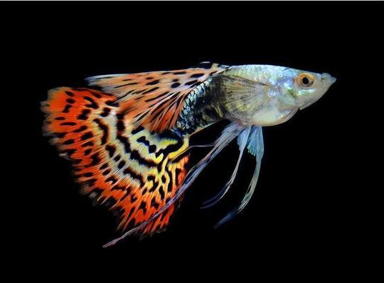 北京虎魚(你現在養的是什么魚)