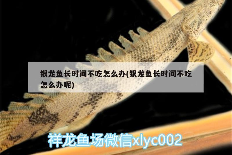 銀龍魚長時間不吃怎么辦(銀龍魚長時間不吃怎么辦呢)