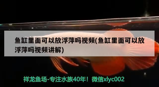 魚缸里面可以放浮萍嗎視頻(魚缸里面可以放浮萍嗎視頻講解)