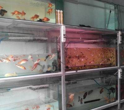 阜新水族館vs祥龍魚場（阜新市沒有自己的海洋館，需要前往其他城市如撫順、營口或大連等地）