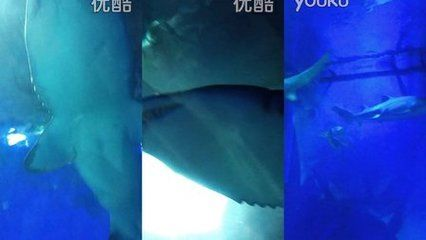 阜新水族館vs祥龍魚場（阜新市沒有自己的海洋館，需要前往其他城市如撫順、營口或大連等地）