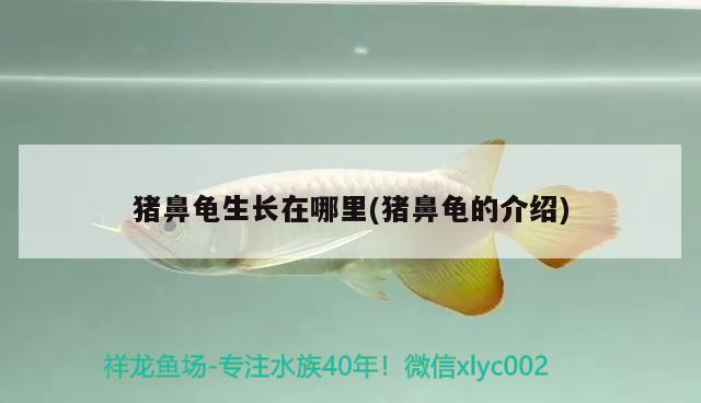 豬鼻龜生長(zhǎng)在哪里(豬鼻龜?shù)慕榻B) 豬鼻龜生長(zhǎng)在哪里(豬鼻龜?shù)慕榻B) 豬鼻龜百科
