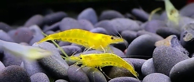 南陽市宛城區(qū)佳璐水族館（南陽市宛城區(qū)佳璐水族館電話）