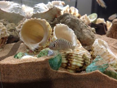 貝殼 魚缸：貝殼在魚缸中的應用