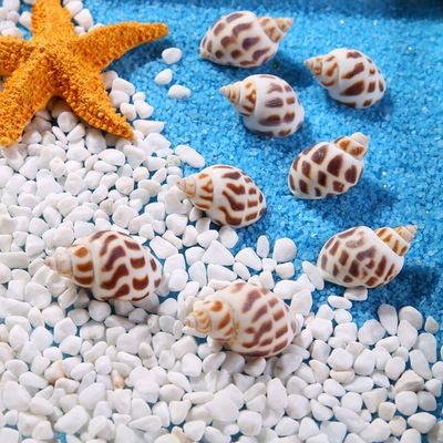 貝殼 魚缸：貝殼在魚缸中的應用