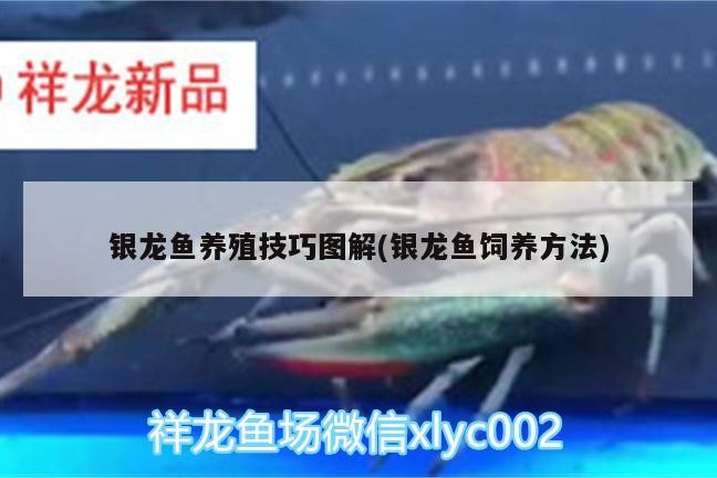 銀龍魚養殖技巧圖解(銀龍魚飼養方法)