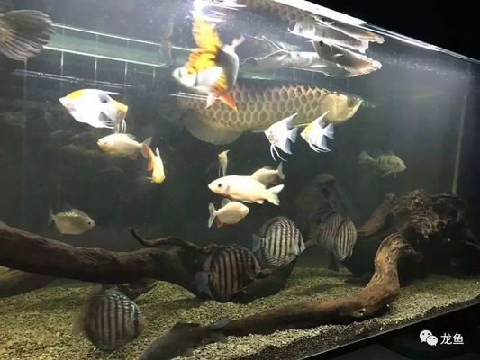 龍魚高端配魚有哪些