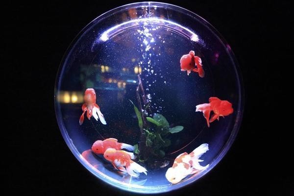 西安虎魚(西安批發觀賞魚哪里最便宜)