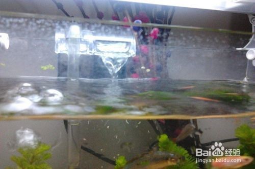 除魚缸水垢的方法哪種最有效：如何去除魚缸水垢？