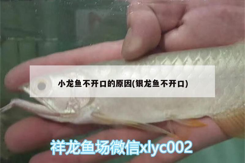 小龍魚不開口的原因(銀龍魚不開口)