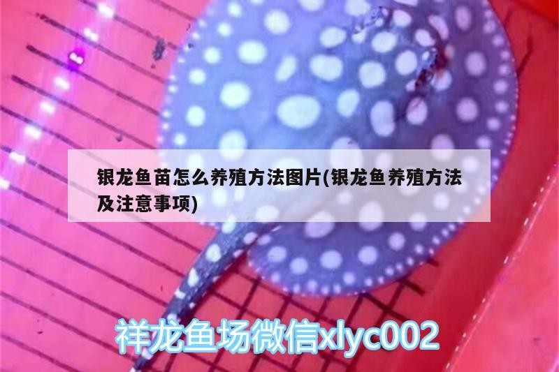 鸚鵡魚 銀龍魚苗怎么養殖方法圖片(銀龍魚養殖方法及注意事項) 銀龍魚百科 銀龍魚苗怎么養殖方法圖片(銀龍魚養殖方法及注意事項) 銀龍魚苗怎么養殖方法圖片(銀龍魚養殖方法及注意事項) 銀龍魚百科