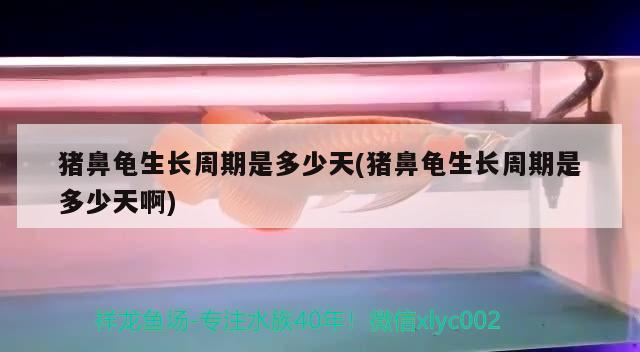 豬鼻龜生長周期是多少天(豬鼻龜生長周期是多少天啊)