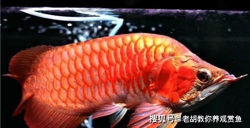 紅龍魚為什么不發(fā)色了：紅龍魚不發(fā)色可能由多種因素引起