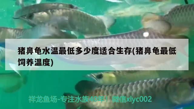 豬鼻龜水溫最低多少度適合生存(豬鼻龜最低飼養溫度)