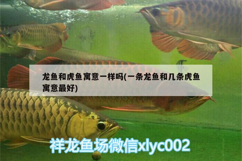 龍魚(yú)和虎魚(yú)寓意一樣嗎(一條龍魚(yú)和幾條虎魚(yú)寓意最好)