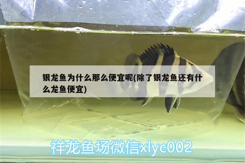 銀龍魚為什么那么便宜呢(除了銀龍魚還有什么龍魚便宜)