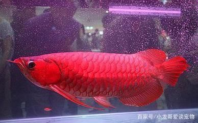 紅龍魚尾巴分叉腐爛：關于紅龍魚尾巴分叉腐爛的詳細解釋 紅龍魚尾巴分叉腐爛：關于紅龍魚尾巴分叉腐爛的詳細解釋 紅龍魚百科 第1張