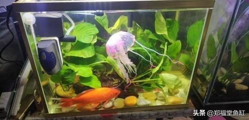 大型魚缸是邊包底還是底托邊：大型魚缸是邊包底還是底托邊還是底托邊