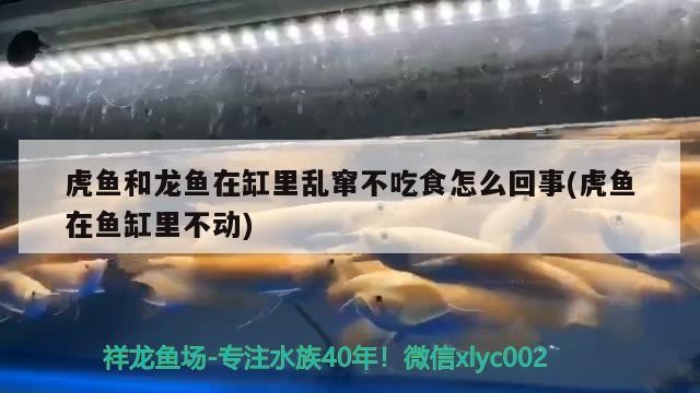 虎魚和龍魚在缸里亂竄不吃食怎么回事(虎魚在魚缸里不動) 虎魚百科 第2張 虎魚和龍魚在缸里亂竄不吃食怎么回事(虎魚在魚缸里不動) 虎魚和龍魚在缸里亂竄不吃食怎么回事(虎魚在魚缸里不動) 虎魚百科 第2張