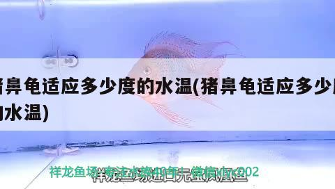 豬鼻龜適應多少度的水溫(豬鼻龜適應多少度的水溫)