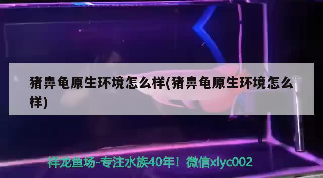 豬鼻龜原生環境怎么樣(豬鼻龜原生環境怎么樣)