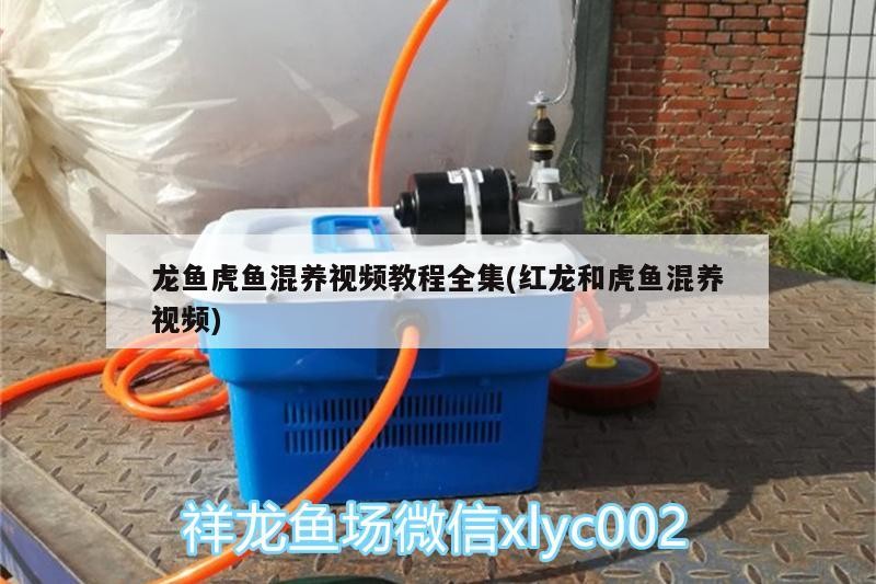 龍魚虎魚混養視頻教程全集(紅龍和虎魚混養視頻)