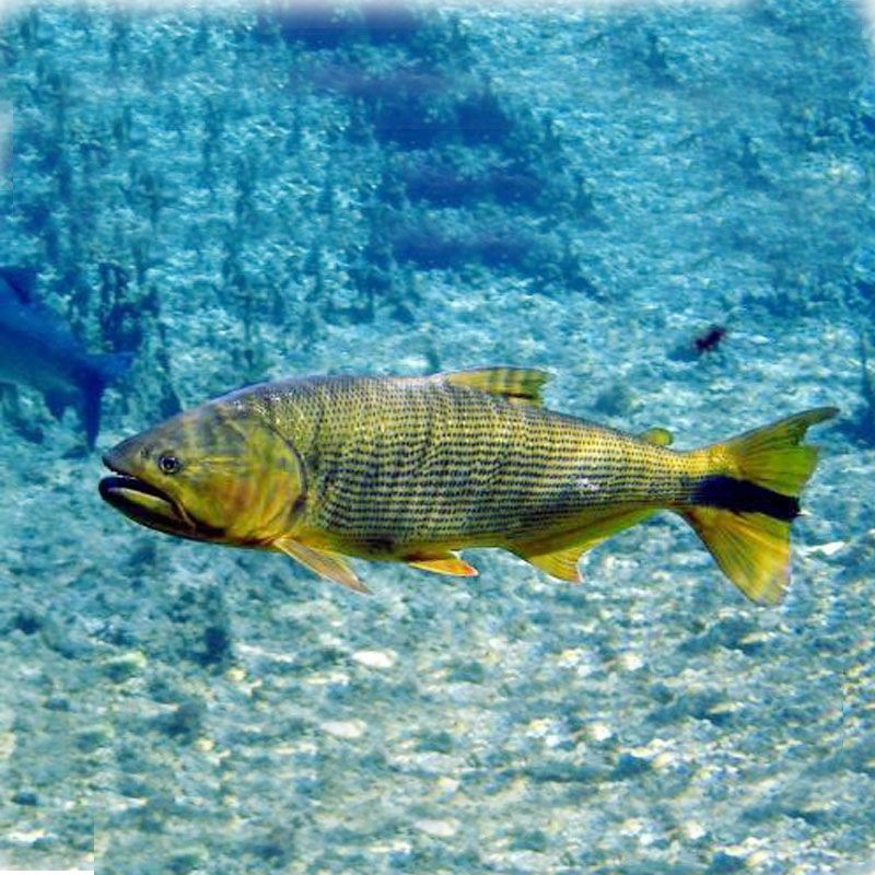 養虎魚有什么風水講究：養虎魚的風水講究