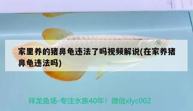 家里養的豬鼻龜違法了嗎視頻解說(在家養豬鼻龜違法嗎)