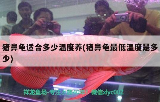 豬鼻龜適合多少溫度養(豬鼻龜最低溫度是多少)