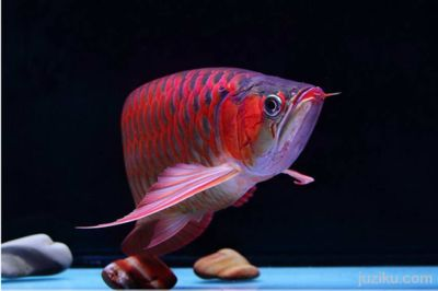 紅龍魚品牌推薦知乎文章怎么寫的：紅龍魚品牌市場評價對比紅龍魚品牌歷史與發展