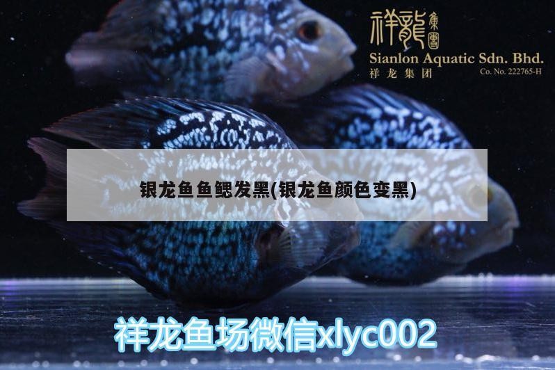 銀龍魚魚鰓發黑(銀龍魚顏色變黑)