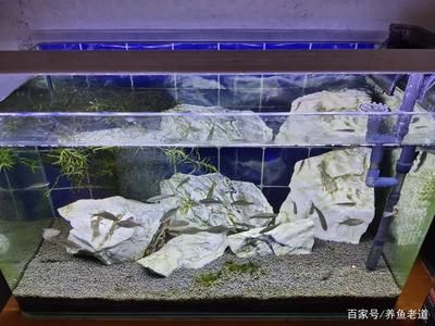 大型魚缸安裝視頻教學全集：大型魚缸的安裝步驟和注意事項