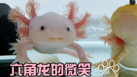 龍魚可不可以吃豬肉粒呢