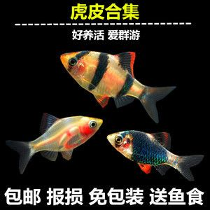 虎魚吃什么魚食：虎魚吃什么魚食譜配方為魚肉胡椒1份、1份、1份、1份