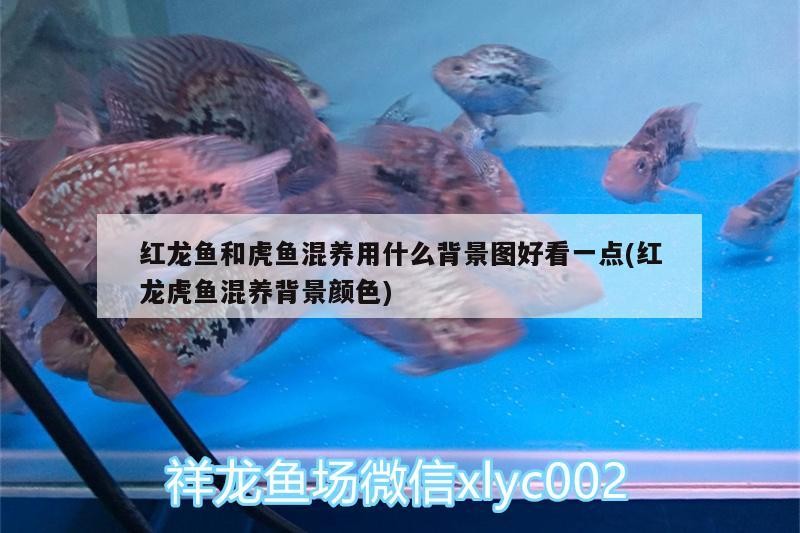 紅龍魚和虎魚混養用什么背景圖好看一點(紅龍虎魚混養背景顏色)