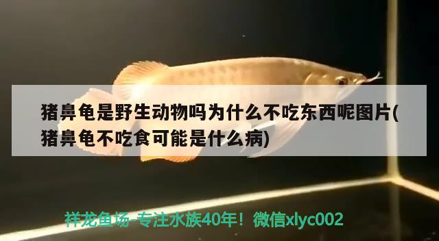 豬鼻龜是野生動物嗎為什么不吃東西呢圖片(豬鼻龜不吃食可能是什么病)